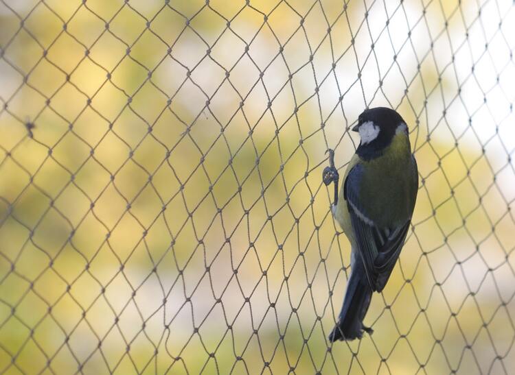   Anti bird nets in Manikonda  